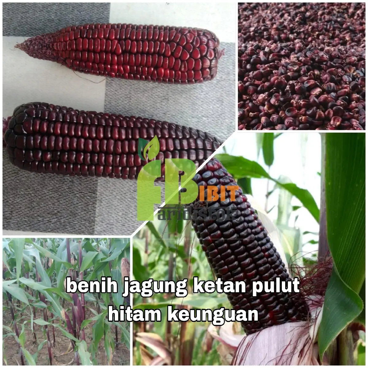 500 biji benih jagung ketan / pulut ungu kehitaman