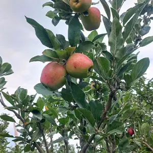 Bibit Apel merah batang besar