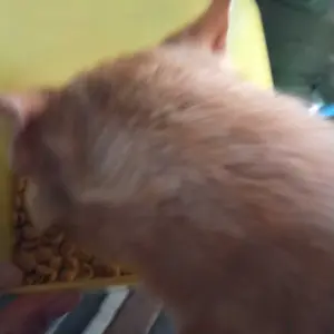 Makanan Kucing Joss Cat Food 1kg Rasa Ikan Tuna Makanan Kucing Dewasa