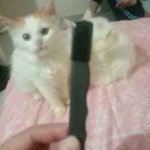 Pengasah pisau multifungsi pengasah pisau dapur alat pengasah pisau rumah tangga