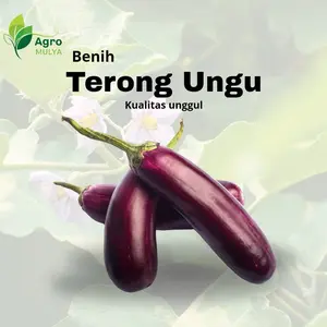 Agro Mulya 50 Biji Benih Terong Ungu Kualitas Unggul untuk Tumbuhan Sayuran Segar