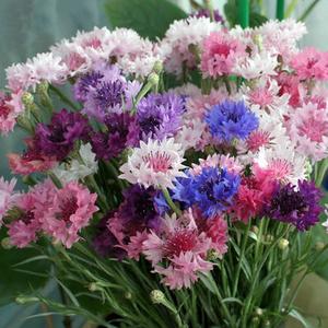 Semillas de Centaurea Cyanus,100 Granos,Flores Azules Clásicas,Resistentes,Fácil de Cultivar,Atrae a Abejas,Jardines Pequeños,Balcones y Patios