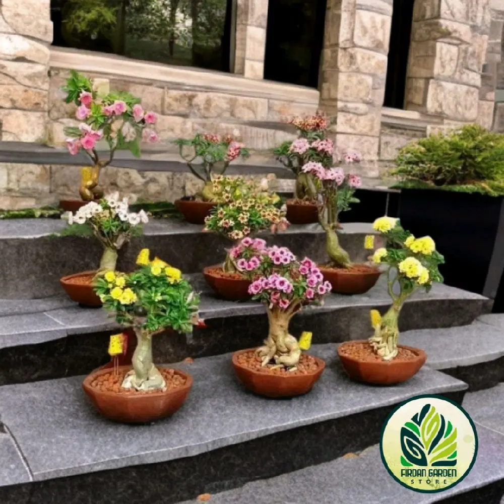 TERMURAH Hiasan Taman Adenium Kamboja Jepang Tanaman Hidup Bunga Kambodja / Adenium Kamboja Bunga Tumpuk Terlaris / Bunga Hias Adenium
