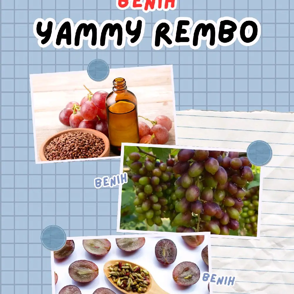 benih anggur yammy rembo di jamin valid mudah berbuah