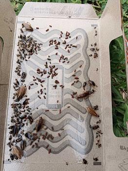 Product Review of Cockroach and Lizard Sticky Glue Trap  Perangkap Cicak Dan Lipas Berkesan from S**✨ 0