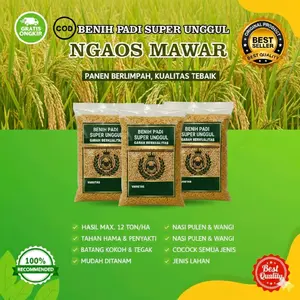 1KG BENIH BIBIT PADI NGAOS MAWAR SUPER UNGGUL BERBOBOT