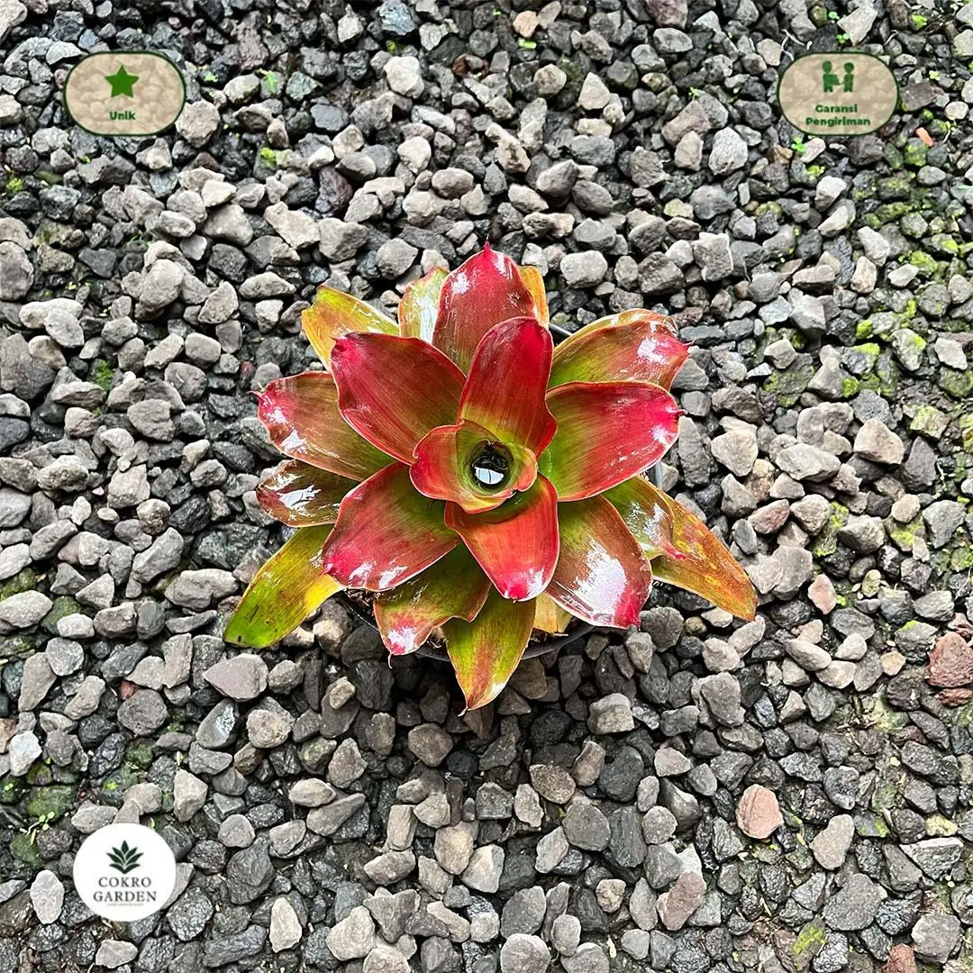 Tanaman Hias Bromelia Medusa | Outdoor | Koleksi Premium – Cokro Garden Bromelia