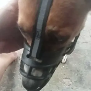 Penutup Mulut Anjing Anti Gonggong Dan Gigit - Dog Muzzle Mouth Cover