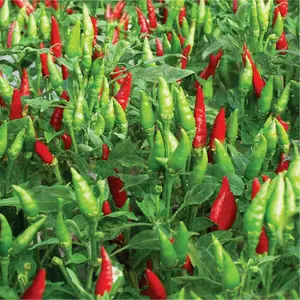 (100 BUTIR BENIH) CABE RAWIT GENIE