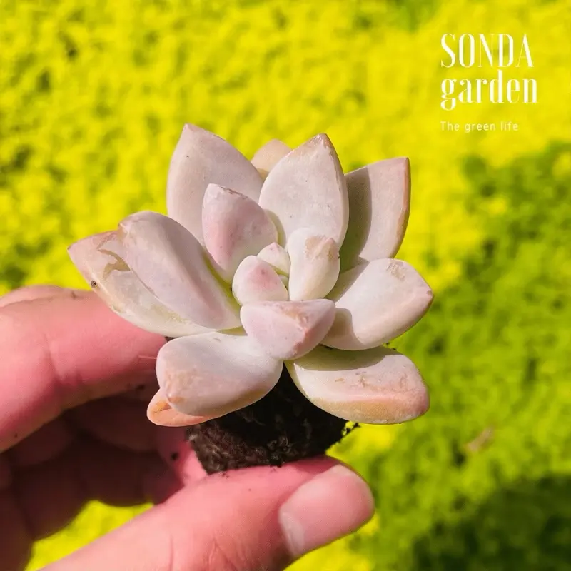 Sen đá pink gem mini 40 cây tặng kèm 1kg đất và 20 lá mầm sen đá khác loại SONDA garden 2