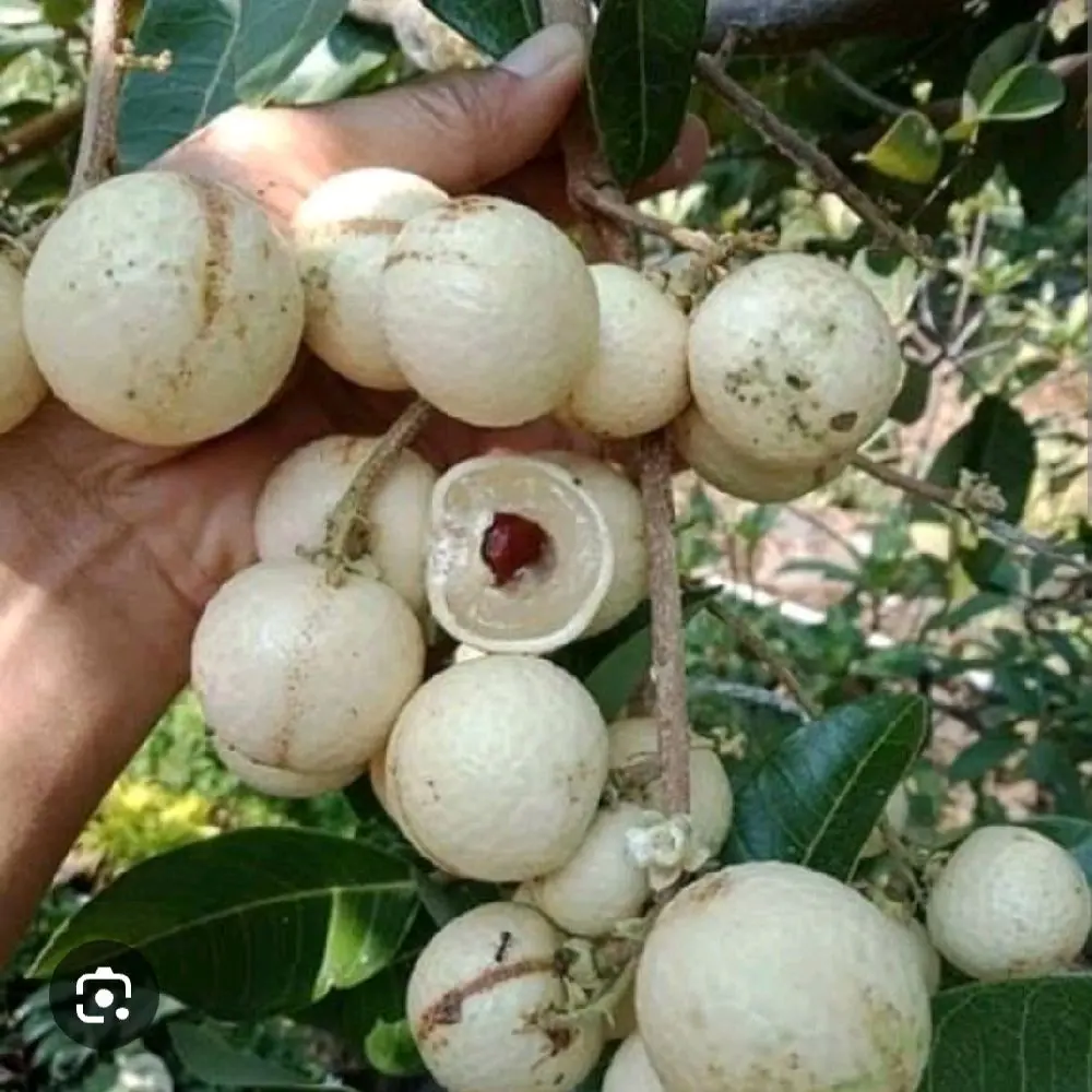 kelengkeng matalada bijinya sekecil biji lada