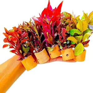 Tanaman Air Tawar Paket 5 Pot Dekorasi Akuarium Indonesia Tahan Lama & Mudah Dirawat