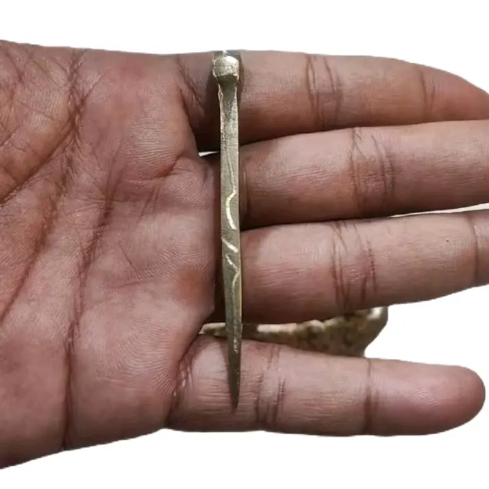 paku bumi kuningan rajah 7cm satuan