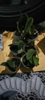Product Review of RIEKE ARTIFICIAL PLANT ANGREK CATTY 6 PCS - KUALITAS TERJAMIN ESTETIK from s**l 1