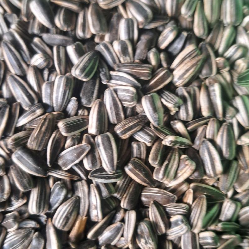 Hạt hướng dương đen sọc dinh dưỡng cao cho gà vẹt chuột hamster bọ túi 1kg hàng nhập khẩu