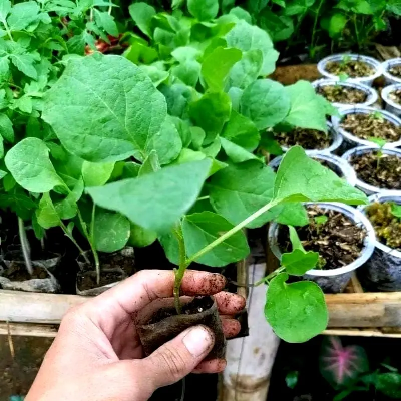 Paket 10 Pohon Bibit Terong Ungu - Bibit Hidup - Siap Tanam