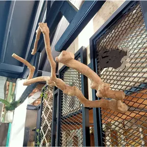 TANGKRINGAN 60 CM PARROT CABANG KAYU KOPI UNTUK BURUNG AFGREY KAKATUA MACAW SG TUPAI ULAR REPTILE