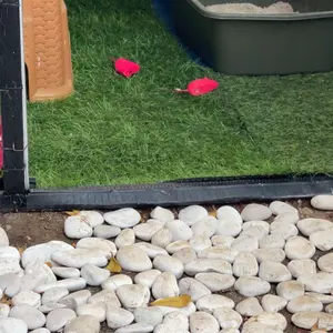 TSA Mainan Tikus Interaktif Mencit Kucing Cat Toys Bentuk Tikus Bisa Bunyi Mainan Hewan Peliharaan Doggy Bersuara Cit