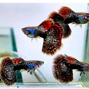 Gambar guppy red dragon hiasan rumah