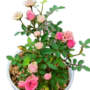 tanaman hias bunga mawar baby rose cantik hidup Daun Pupuk