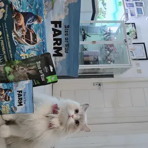 Olive Care Minyak Ikan Kucing VISCO3 & SALMONIC Murni dan Alami Non-GMO Tinggi Omega 3 EPA DHA dan Omega 6 Fish Oil untuk Kesehatan Kulit dan Bulu, Daya Tahan Tubuh, Kesehatan Jantung, Mengatasi Bulu Rontok, Dermatitis dan Anti Inflamasi