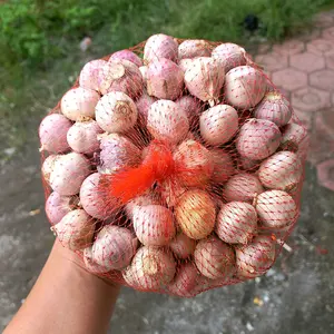 BAWANG LANANG/ BAWANG TUNGGAL UK SEDANG ATAU MEDIUM