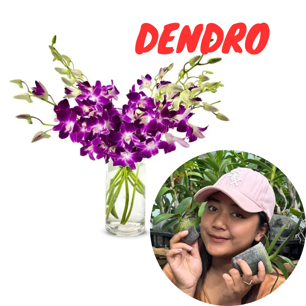 (SPESIAL HELGA) ARTIFICIAL PLANT DENDRO 6 PCS - KUALITAS TERJAMIN
