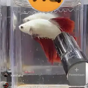 ULTRA LIQUID - EKSTRAK SECANG, KELAKAI, KETAPANG ALAMI IKAN PREDATOR