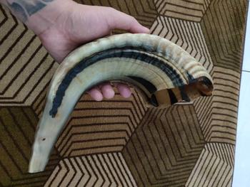 Product Review of Terompet sangkakala ram shofar ram original from R**E 0