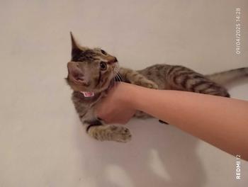 Product Review of Kalung Kucing Bahan Kulit Bisa Costum Nama from c**y 0