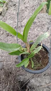Product Review of RIEKE ARTIFICIAL PLANT ANGREK CATTY 6 PCS - KUALITAS TERJAMIN ESTETIK from u** a**l 1