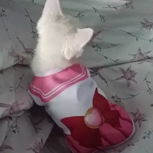 Baju Kucing Anjing Size Jumbo Kostum Sailor Chibi Moon Dress Sailormoon Pink Untuk Kucing Anak Kambing