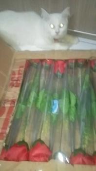 Product Review of 1 PCS Bunga Mawar Valentine Artificial Bunga Wisuda Hari Guru, Valentine, Hari Ibu, Sovenir Tangkai Murah Mawar Buket from p**6 0