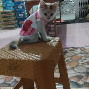 Baju Kucing Anjing Size Jumbo Kostum Sailor Chibi Moon Dress Sailormoon Pink Untuk Kucing Anak Kambing