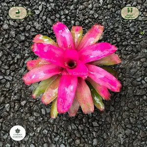 Tanaman Hias Bromelia Debora Jumbo | Outdoor | Koleksi Premium – Cokro Garden Bromelia