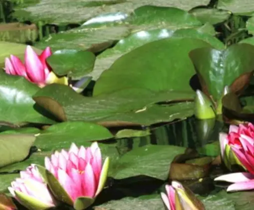 Big water lily seed block pond hydroponic plant four seasons lotus water raised flower bowl lotus root stem with bud water lily seed