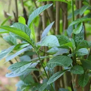 Daun Afrika 100 lembar daun Afrika segar masih fresh baru petik siap kirim secepatnya herbal alami/obat tradisional