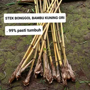 Bibit stek bambu kuning premium siap tanam 1 pohon siap tanam premium