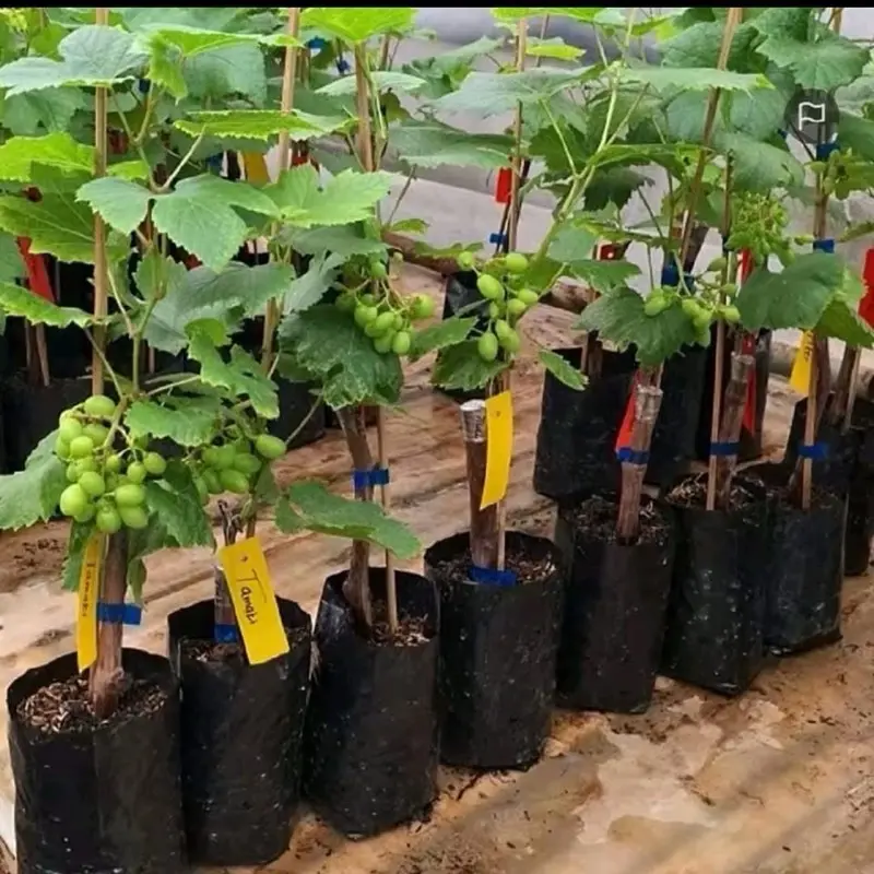 Bibit Anggur Import Berbunga dan berbuah 0