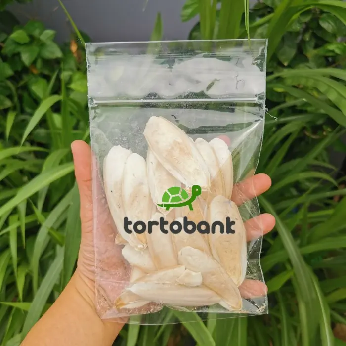 Seller 🌈 Cuttle Fish Bone - Tulang Sotong Super - Kalsium Burung / Reptil 1