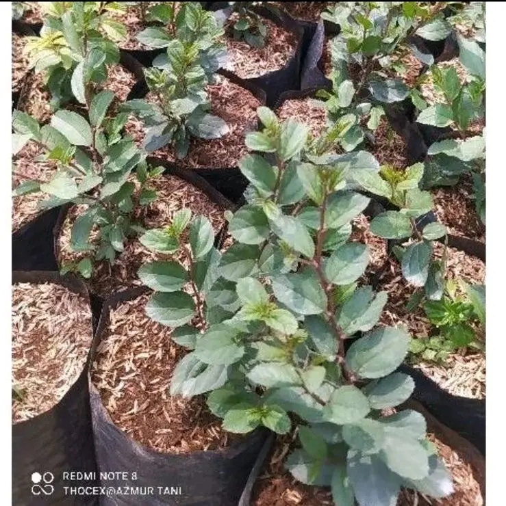 Bidara Arab Asli untuk Kesehatan Anda - Tanaman Plastik - Alami 1