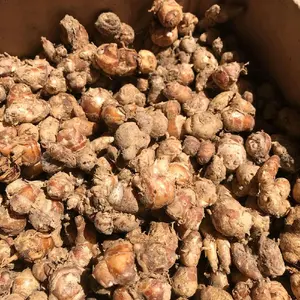 Kencur 1kg - Kencur tua - Bahan Kencur Bubuk - Bumbu Seblak, Jamu Beras Kencur, Bahan Kencur Murah dan Fresh - Spices, Herbal, Serbuk, Rempah,