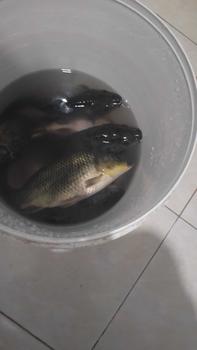 Product Review of Umpan Kuning Amis Gurih Wangi from ** ** ** ** ** ** N** 1