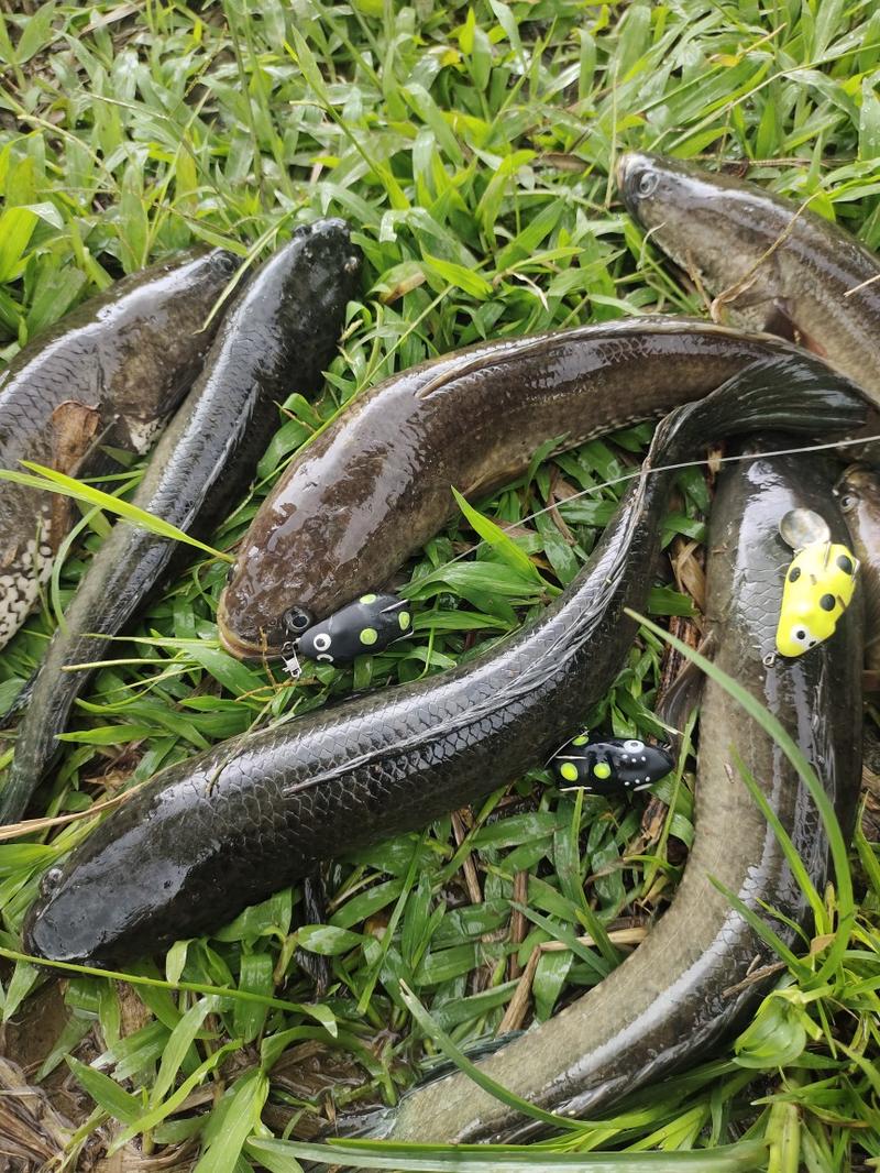 Product Introduction of Lure Soft Frog Mini umpan pancing Ukuran 3cm Berat 5grm Untuk Mancing Casting Ikan Gabus 15