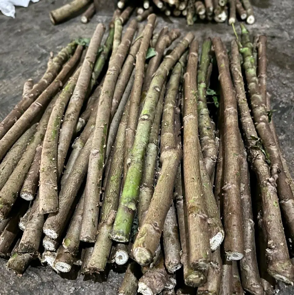 bibit setek singkong Papua banyak dicari untuk kalangan petani uk 20cm
