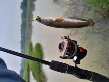 Product Review of SOFT FROG MINI 2CM Umpan Lure from R**a A**h T**s 0