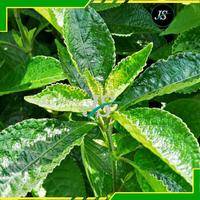 Gambar Daun Keji Beling Kering 500grm Pecah Beling dari Jayashoope09 Kab. Bandung Barat 5 Tokopedia