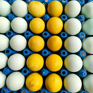 Telor asin 6 butir original dan pindang asli Brebes telor asin Masir asli telor bebek