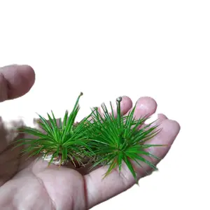 tanaman sintetis erio colun oranamen aquascape