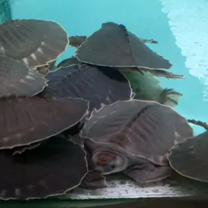 mainan kura kura ninja / kura monbray